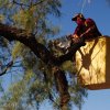 Tree Trimming