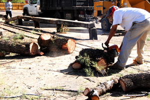 Tree Removal Service