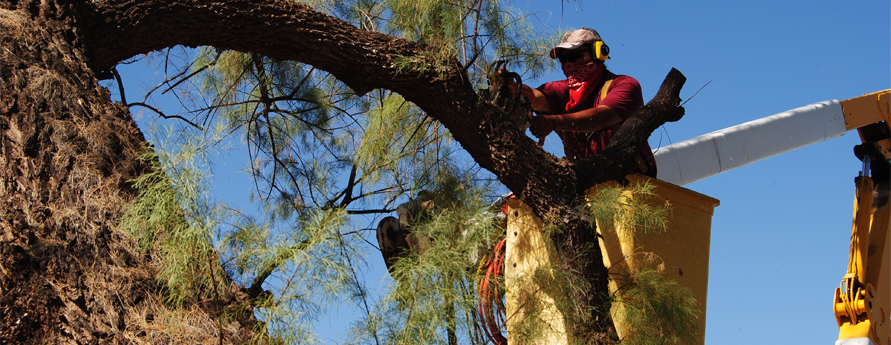 Tree Trimming Tucson Picture