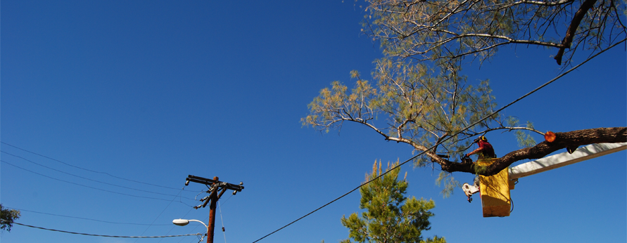 Tree Planting Tucson Picture