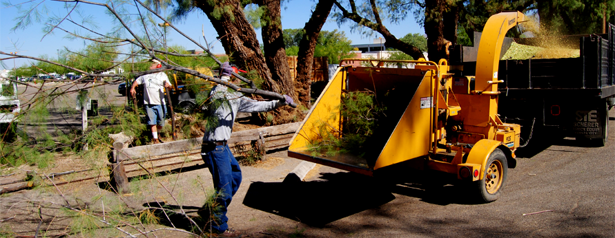 Tree Removal in Tucson