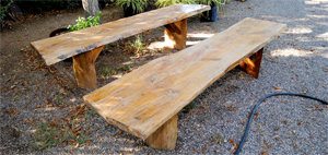 Bench out of an old Tree